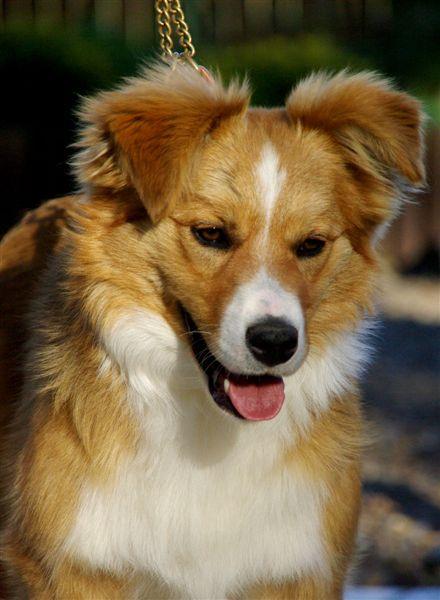 Only One Gasko Prim_01.jpg - Only One Gasko Prim (nar. 7.10.2008) - Cherokee Rubínové srdce x I´m Smarti Gasko Prim